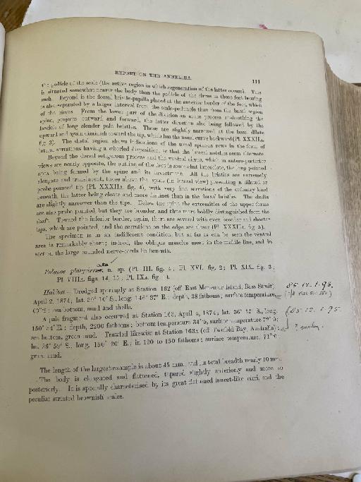 Eulagisca corrientis McIntosh, 1885 - Challenger Polychaete Scans of Book 62