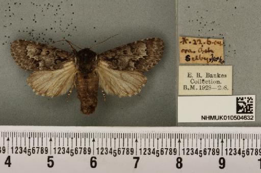 Acronicta menyanthidis menyanthidis (Esper, 1798) - NHMUK_010504632_561993