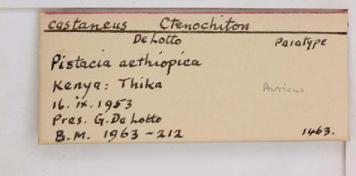 Alecanochiton castaneus De Lotto, 1958 - 010713612_additional