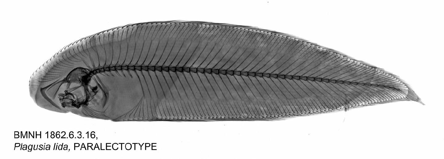 To NHMUK collection (Plagusia lida Bleeker, 1851; PARALECTOTYPE(S); NHMUK:ecatalogue:2594551)