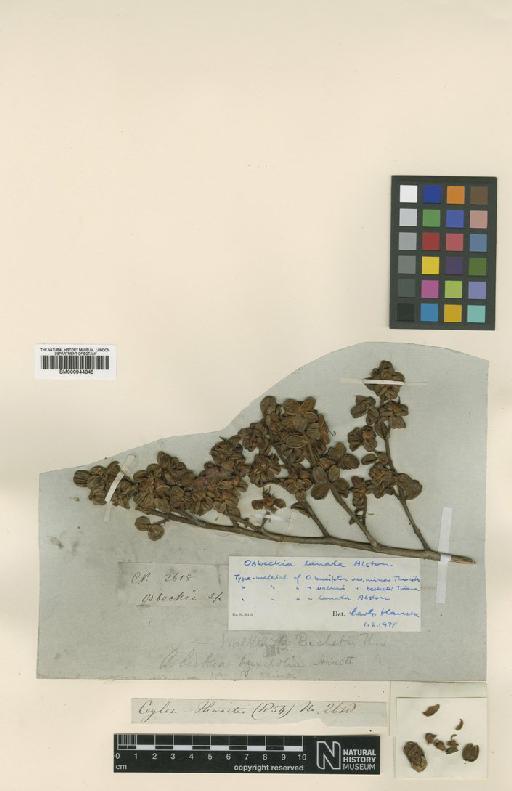 Osbeckia lanata Alston - BM000944345