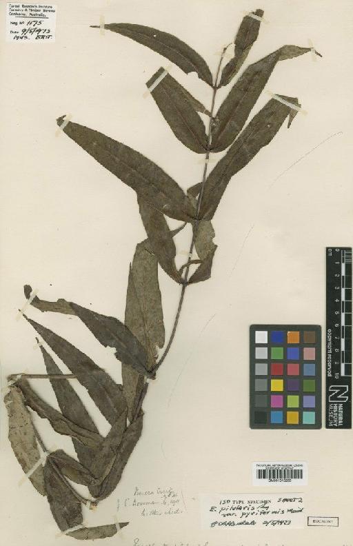 Eucalyptus pyrocarpa L.A.S.Johnson & Blaxell - BM001015265