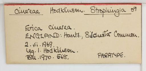 Strophingia cinerea Hodkinson, 1971 - 013471579_additional