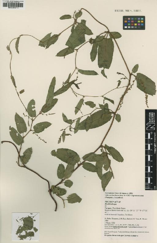 Muehlenbeckia Meisn. - BM000934714