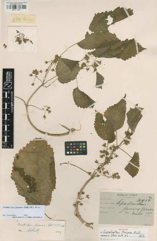 Ornithoboea flexuosa (Ridl.) B.L.Burtt - BM001118003