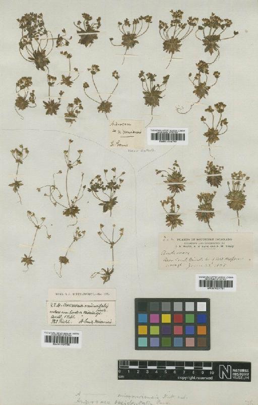 Androsace occidentalis Pursh - BM001024780