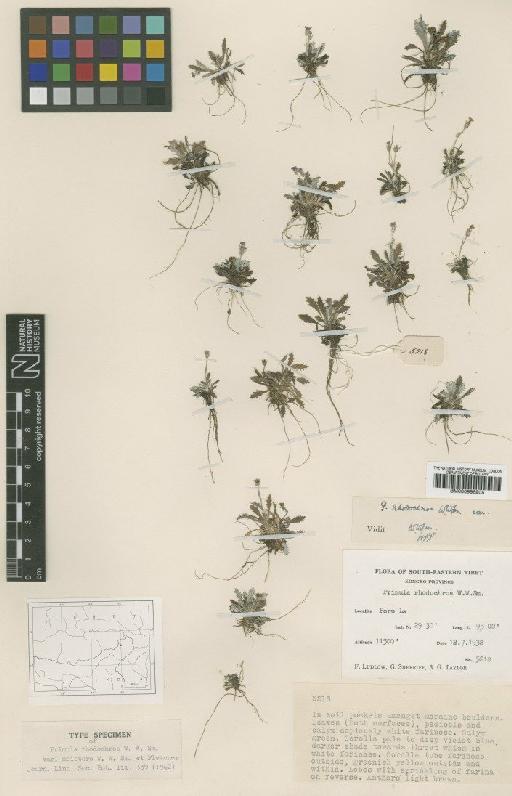 Primula rhodochroa W.W.Sm. - BM000996905