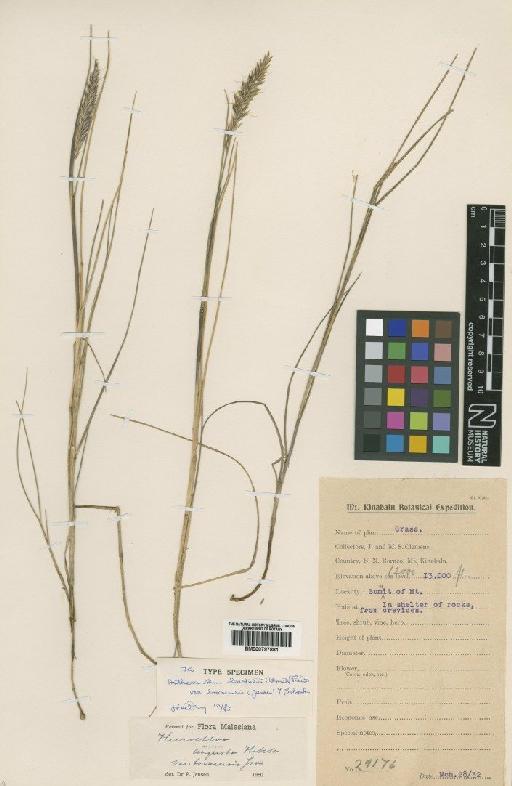 Anthoxanthum horsfieldii var. borneensis (Jansen) Y.Schouten - BM000797881