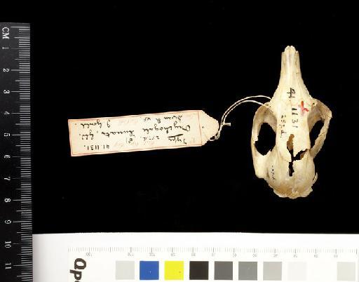 Macropus lunatus Gould, 1841 - 1841.1131_Skull_Dorsal