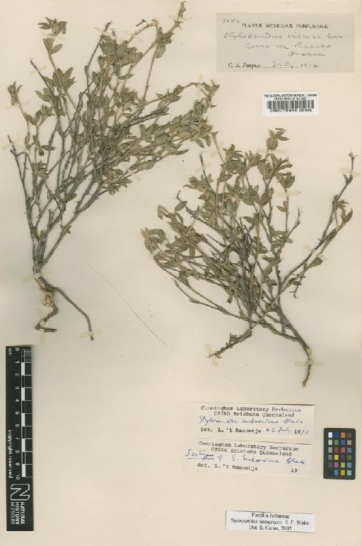Stylosanthes subsericea S.F.Blake - BM000078848