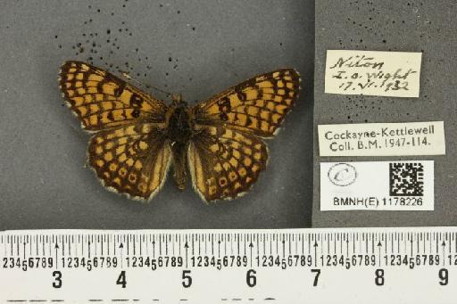 Melitaea cinxia (Linnaeus, 1758) - BMNHE_1178226_55869