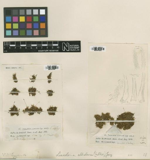 Leucoloma albulum (Sull) Jaeg - BM000879576_a