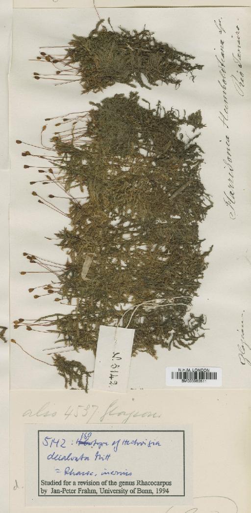 Rhacocarpus inermis (Müll.Hal.) Lindb. in Broth. - BM000960811