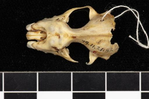Rhinolophus nobilis Horsfield, 1823 - 1879_11_21_83-Rhinolophus_nobilis-Syntype-Skull-dorsal