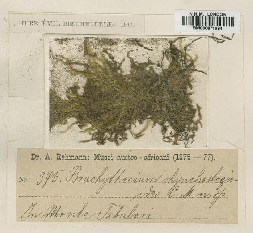 Rhynchostegium brachypterum (Hornsch.) A.Jaeger - BM000871694