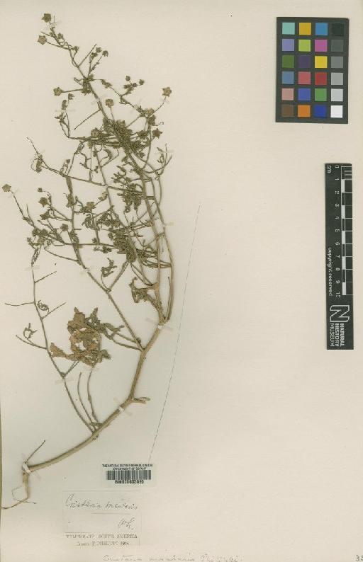 Cristaria insularis Philippi - BM000603896