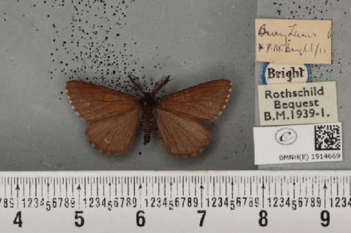 Ematurga atomaria ab. unicoloraria Staudinger, 1871 - BMNHE_1914669_487276