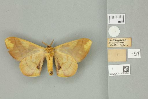 Anthocroca muscosa Butler, 1878 - 014199824 Anthocroca muscosa Butler, 1878 _Syntype _Ventral_with_labels