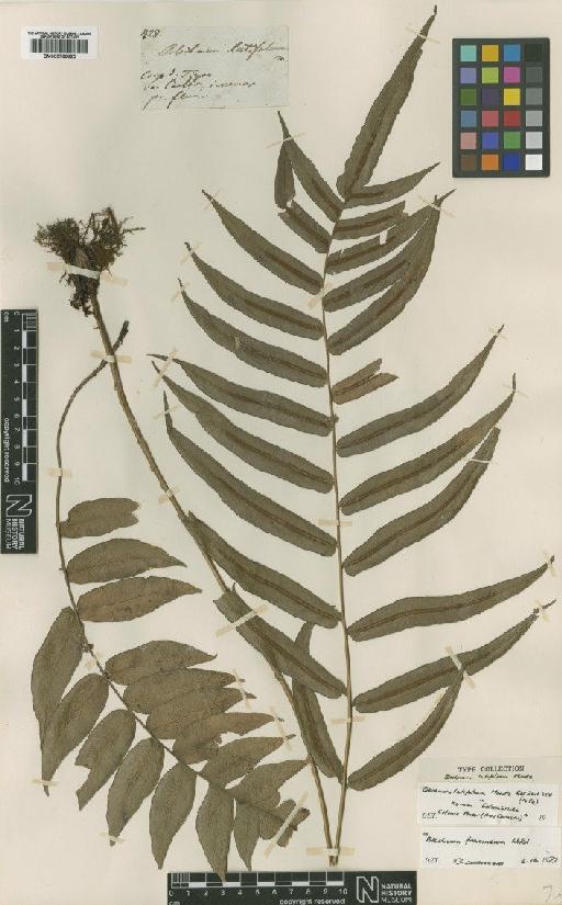 Blechnum fraxineum Willd. - BM000769825