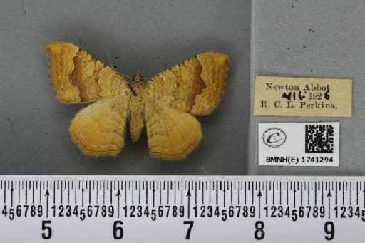 Camptogramma bilineata bilineata (Linnaeus, 1758) - BMNHE_1741294_315226