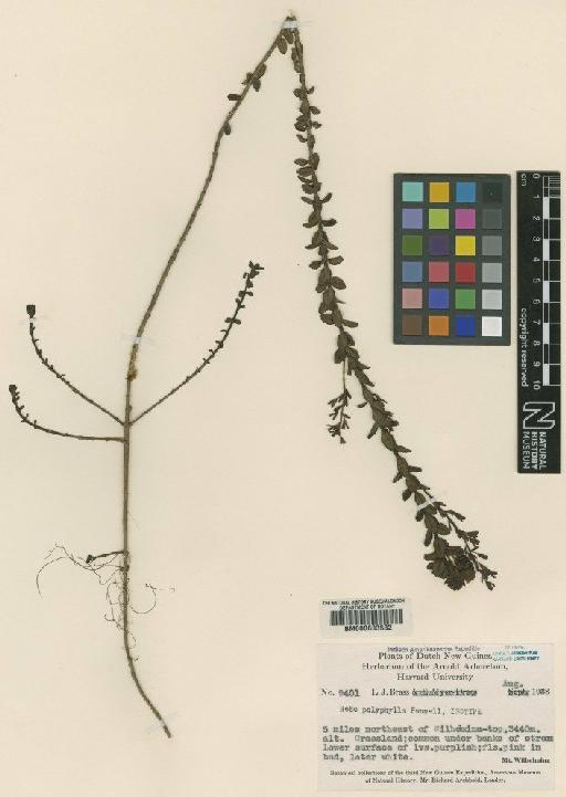 Parahebe polyphylla (Pennell) P.Royen & Ehrend. - BM000603532