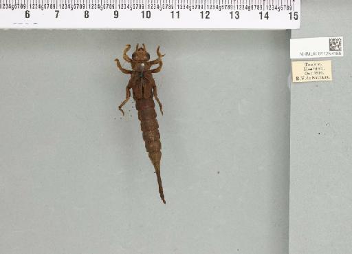 Macrogomphus quadratus Selys, 1878 - 011253155_803389_1255259_2