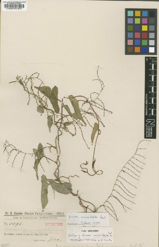 Dioscorea amaranthoides C.Presl - BM000526495