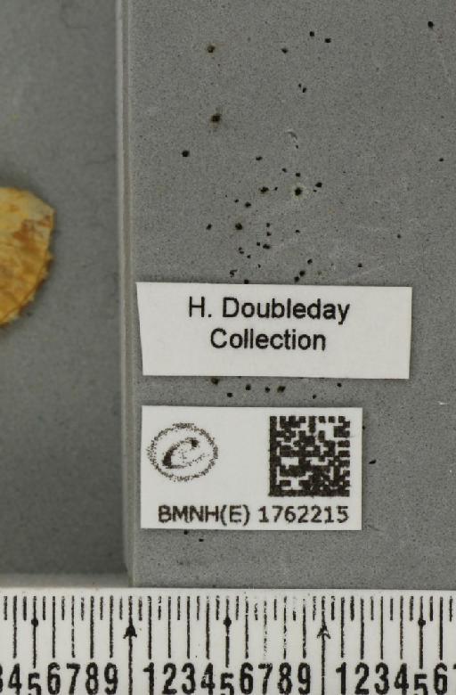 Eulithis mellinata (Fabricius, 1787) - BMNHE_1762215_label_344893