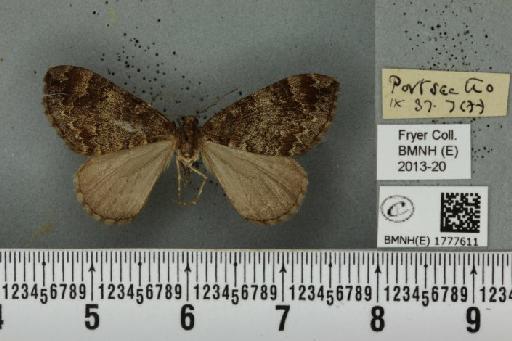 Dysstroma truncata truncata (Hufnagel, 1767) - BMNHE_1777611_349163