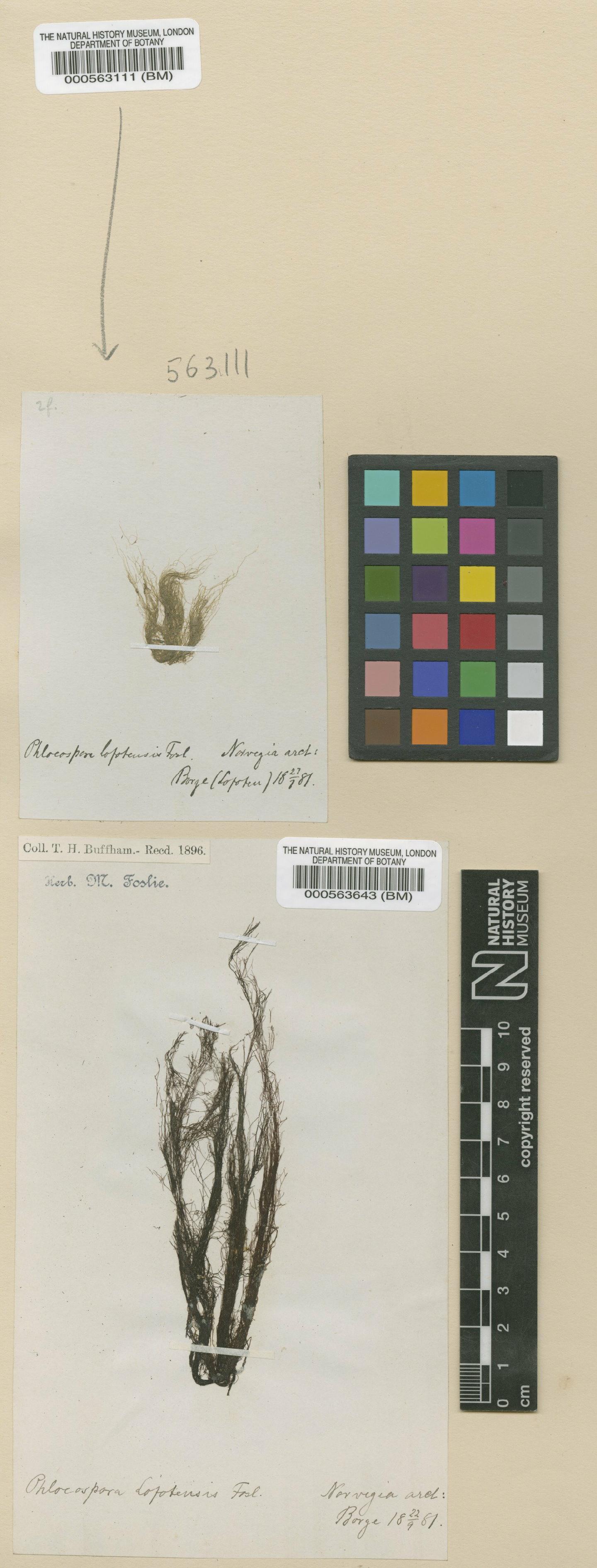 To NHMUK collection (Stictyosiphon lofotensis (Foslie) Jaasund; Syntype; NHMUK:ecatalogue:664292)