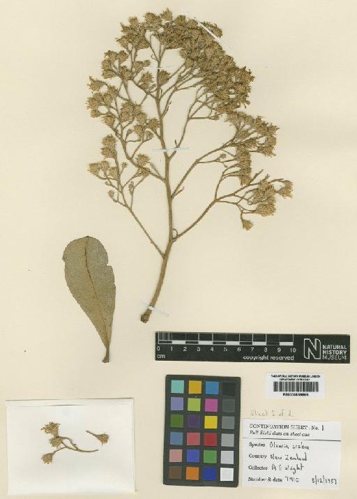 Olearia crebra E.K.Cameron & Heenan - BM000839865