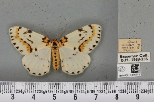 Abraxas grossulariata (Linnaeus, 1758) - BMNHE_1876382_436868