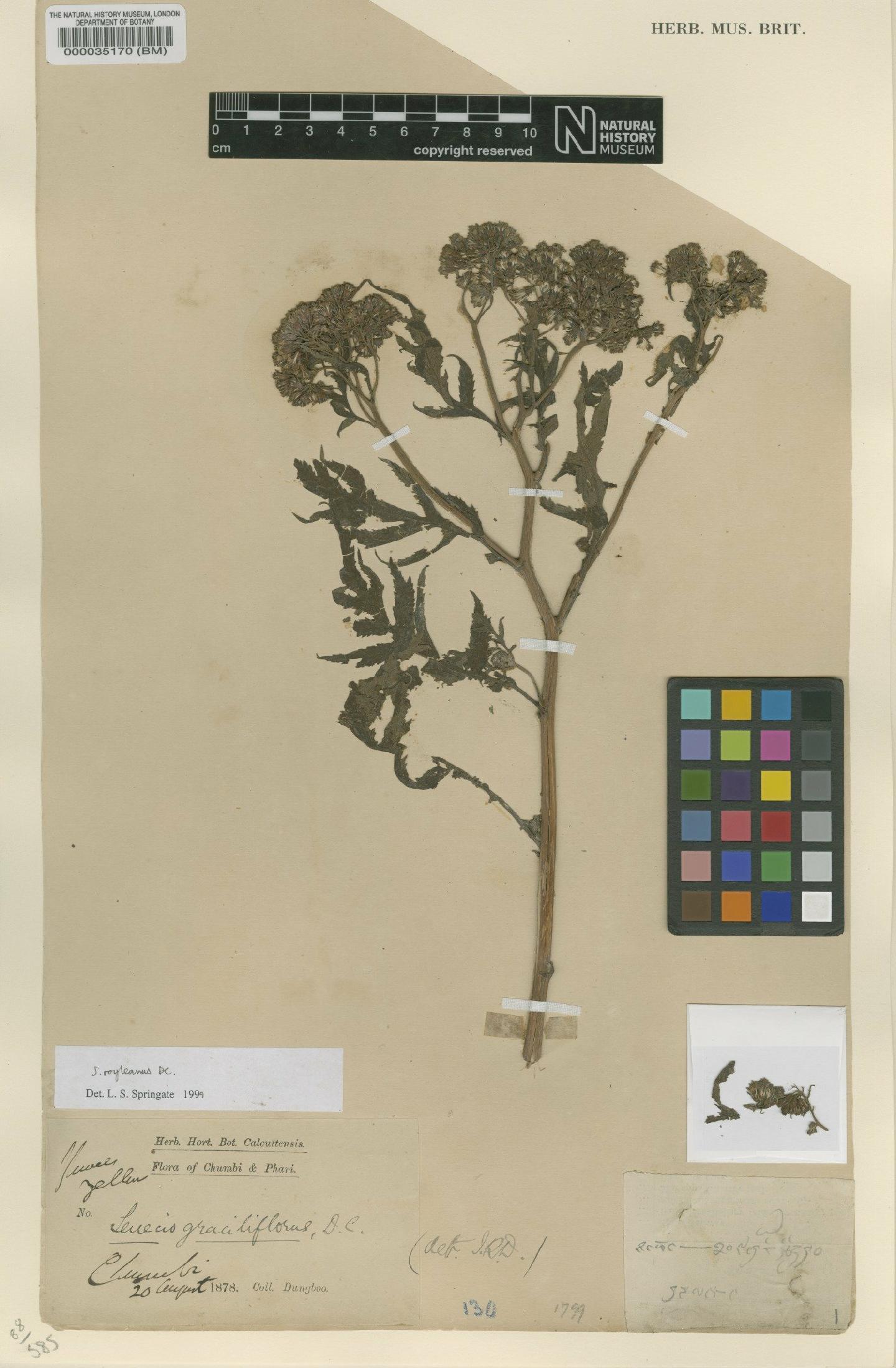 To NHMUK collection (Senecio royleanus DC.; NHMUK:ecatalogue:2389827)