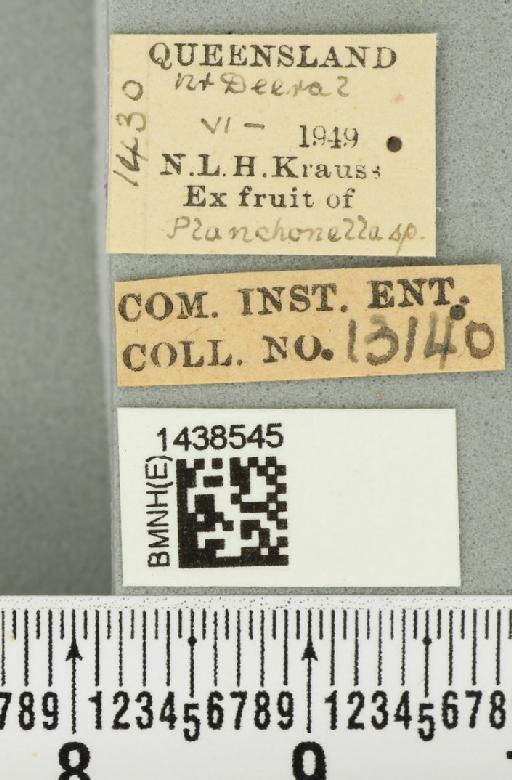 Bactrocera (Bactrocera) laticauda (Hardy, 1950) - BMNHE_1438545_label_32514
