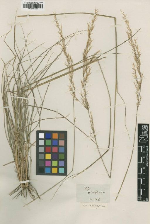 Stipa L. - BM001042355