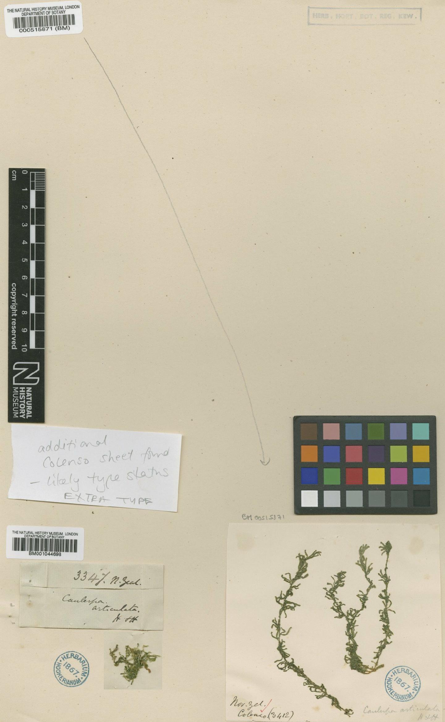 To NHMUK collection (Caulerpa articulata Harv.; Type; NHMUK:ecatalogue:4829898)