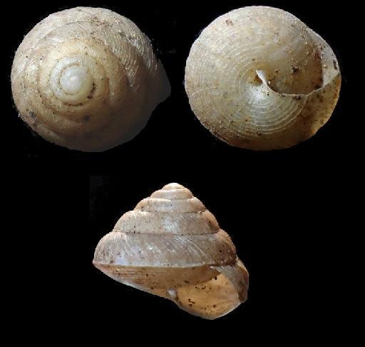 Ctenophila tangolika J.Gerlach et al., 2023 - 20220211, HOLOTYPE, Ctenophila tangolika J.Gerlach et al., 2023