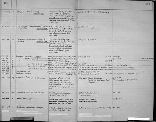 Cerapus stoorus parvorder Caprellidira Lowry, 1981 - Zoology Accessions Register: Crustacea: 1976 - 1984: page 101