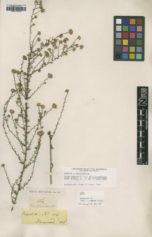 Aster dumosus var. subulifolius Gray - BM001025460