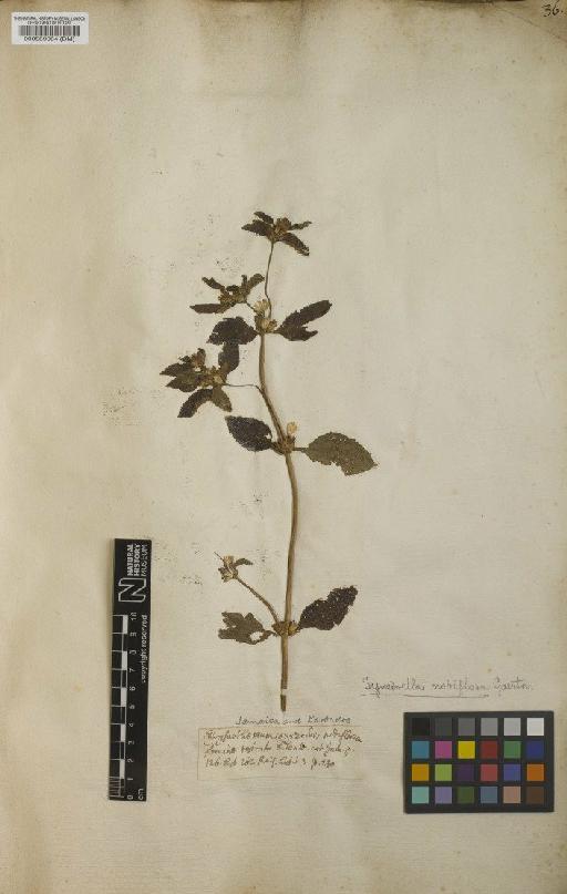Verbesina nodiflora L. - BM000589064