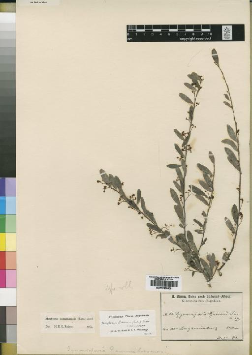 Maytenus senegalensis (Lam.) Exell - BM000838908