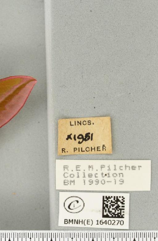 Deilephila elpenor (Linnaeus, 1758) - BMNHE_1640270_label_206393