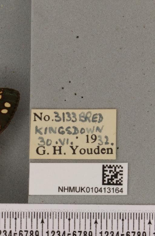 Callimorpha dominula (Linnaeus, 1758) - NHMUK_010413164_label_523171