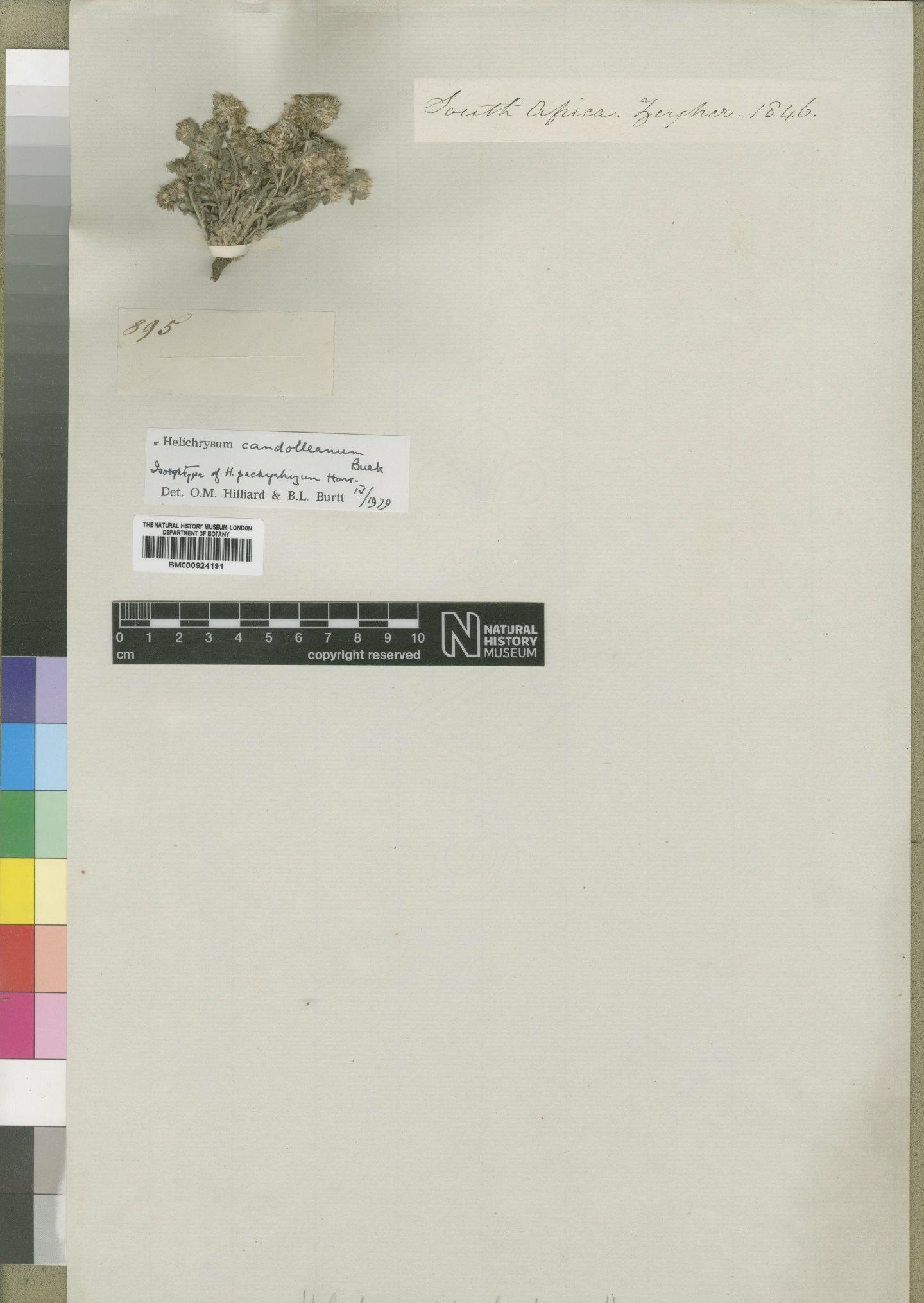 To NHMUK collection (Helichrysum candolleanum Buek; Isosyntype; NHMUK:ecatalogue:4529219)