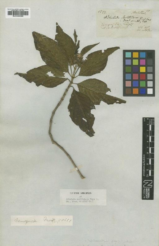 Poikilacanthus moritzianus Lindau - BM000992566