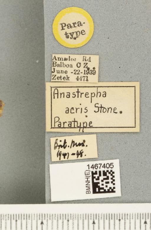 Anastrepha acris Stone, 1942 - BMNHE_1467405_label_40300