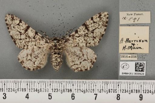 Biston betularia ab. benesignata Lempke, 1953 - BMNHE_1839129_412860