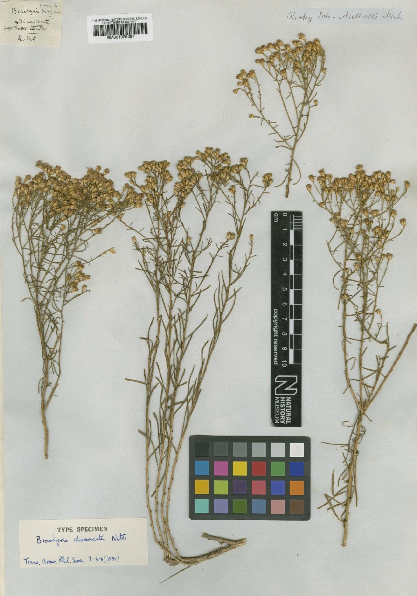 To NHMUK collection (Gutierrezia divaricata (Nutt.) Gray; Type; NHMUK:ecatalogue:745633)
