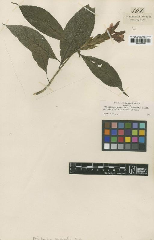 Aphelandra aurantiaca (Shiedw) Lindl. - BM000992494