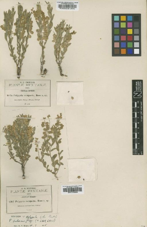 Polygala pubescens A.Gray ex Chodat - BM000938984